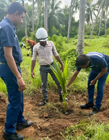 Coconut tree planting 1