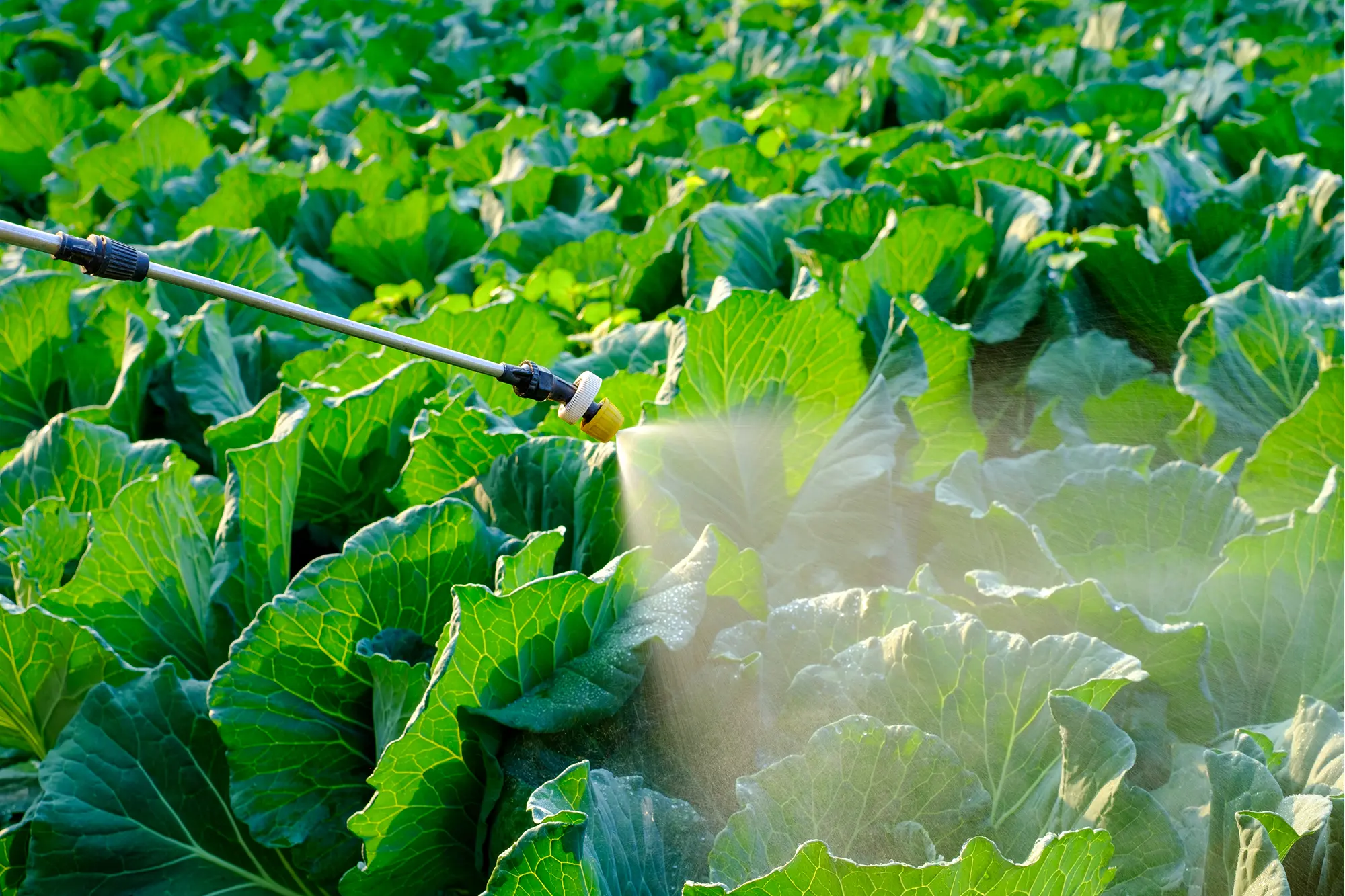 Fertilizer Agrochemicals